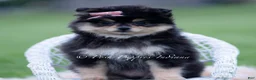Pomeranian dogs for sale: Ashley - Ad 5