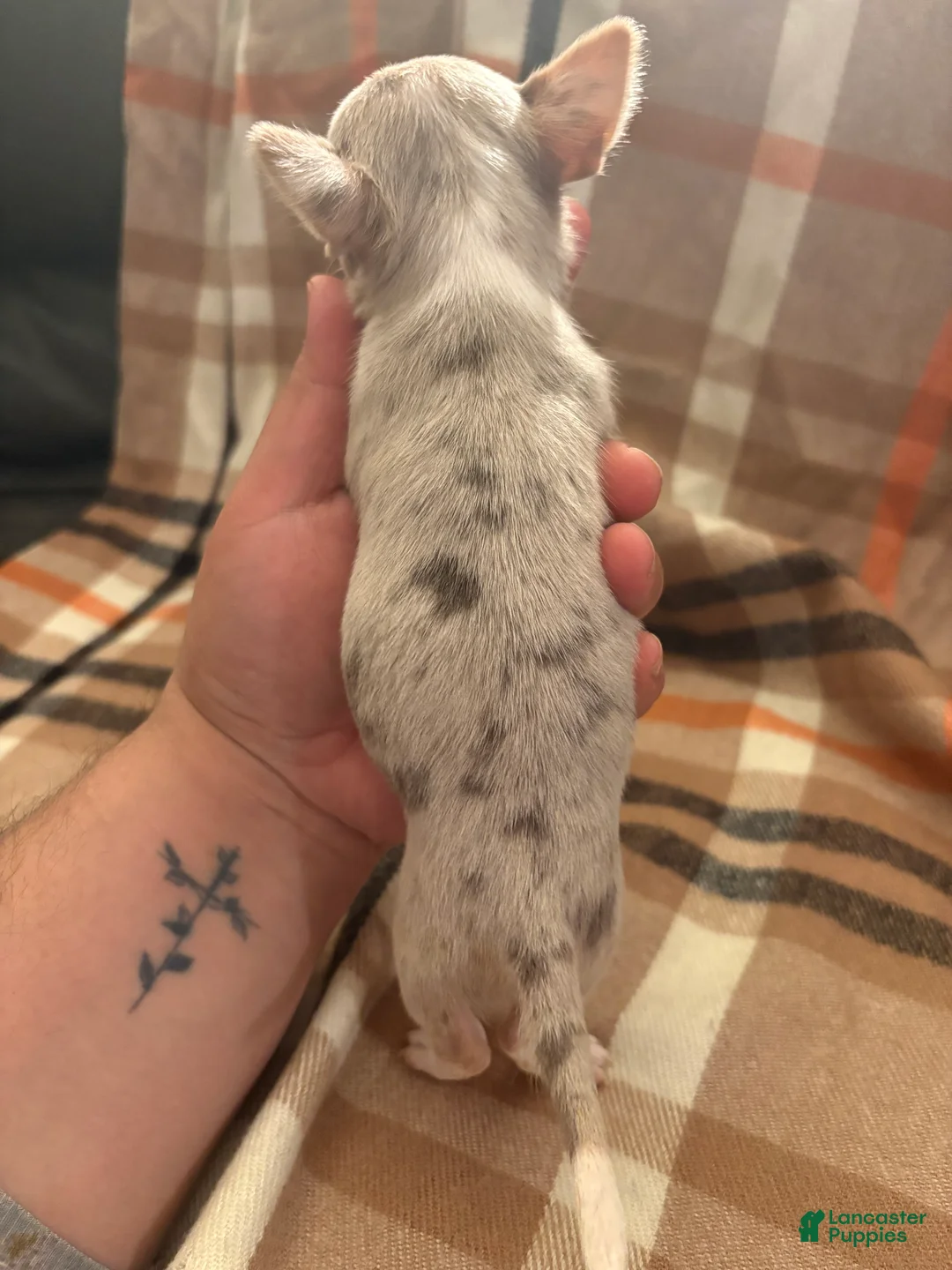 Chihuahua dogs for sale: Chihuahua Puppy 1 - Ad 2