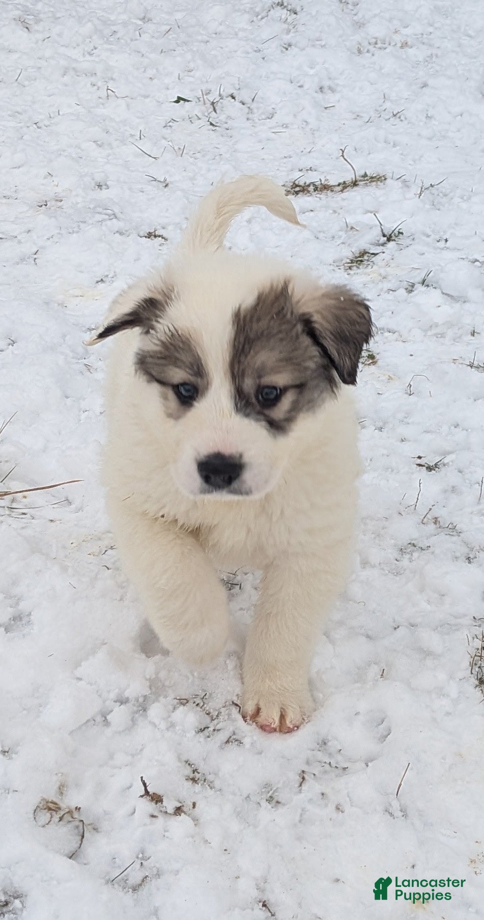 Great Pyrenees dogs Patrick - Ad 13