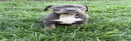 American Bully dogs for sale: BB - Ad 5
