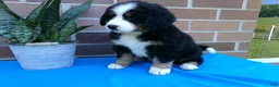Bernese Mountain Dog dogs for sale: Tea Cup - Ad 7