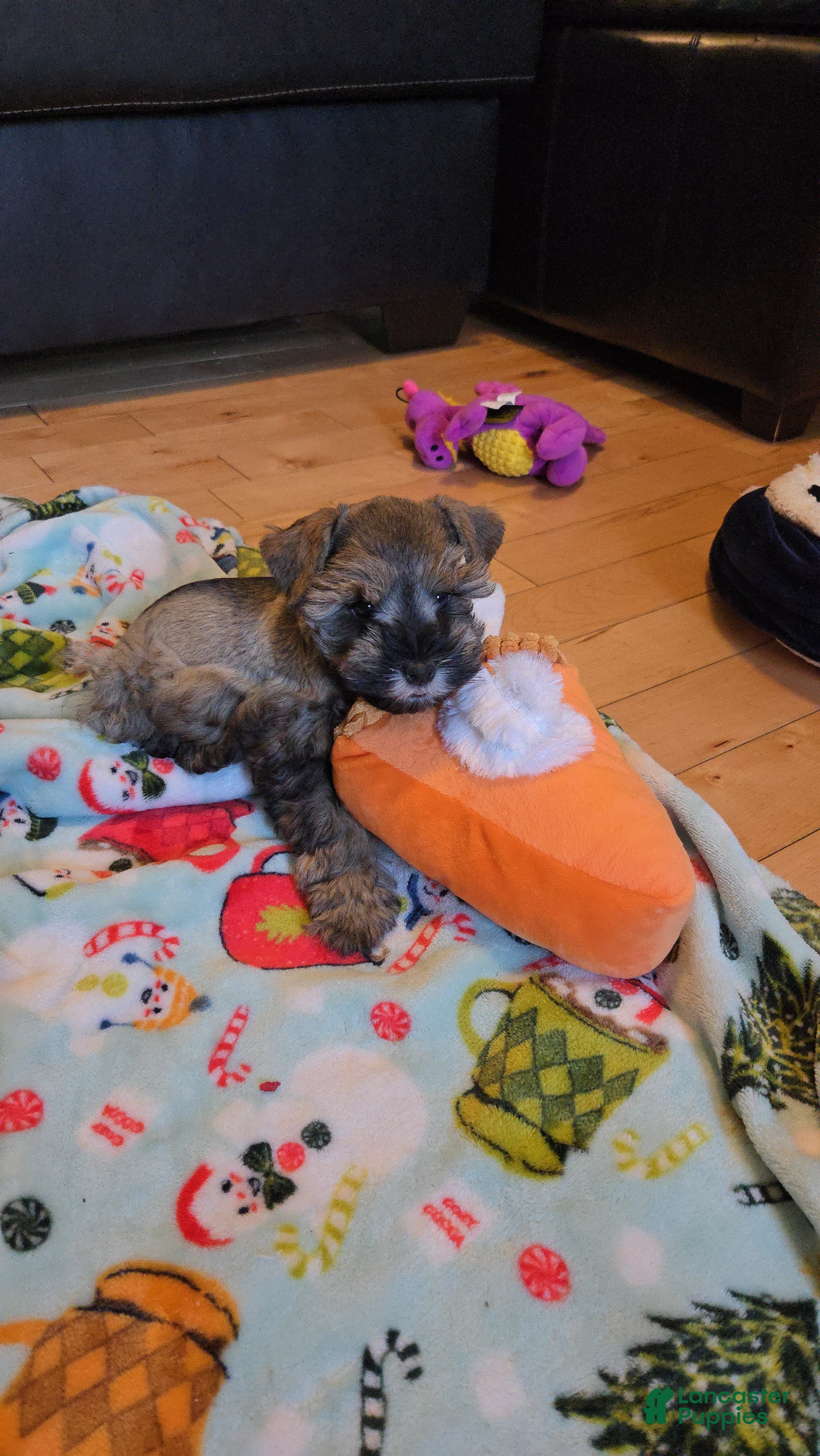 Miniature Schnauzer dogs Mike Wazowski - Ad 36