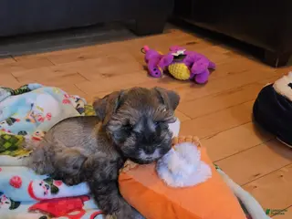 Miniature Schnauzer dogs Mike Wazowski - Ad 36