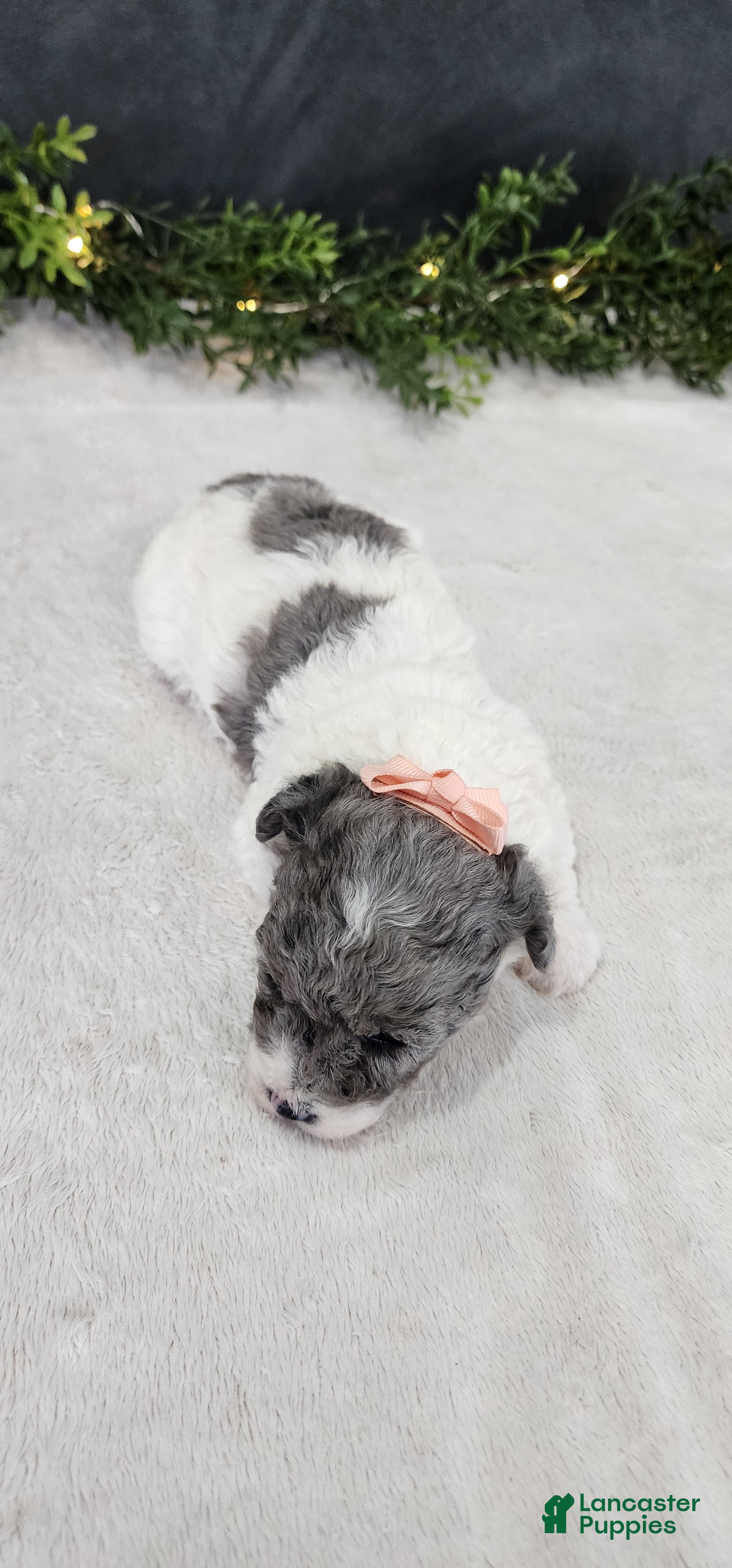 Miniature Poodle dogs Angel - Ad 2