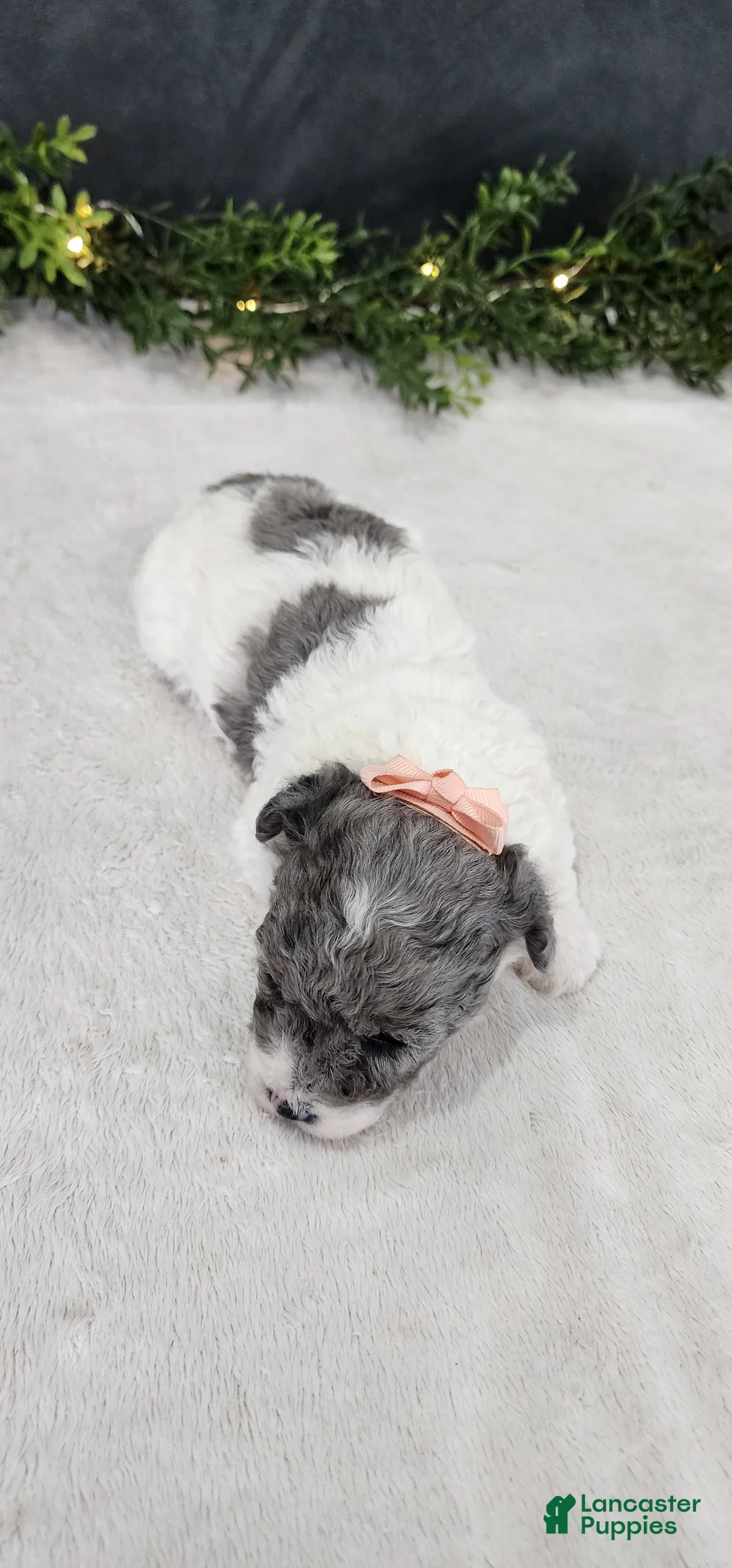 Miniature Poodle dogs for sale: Angel - Ad 2