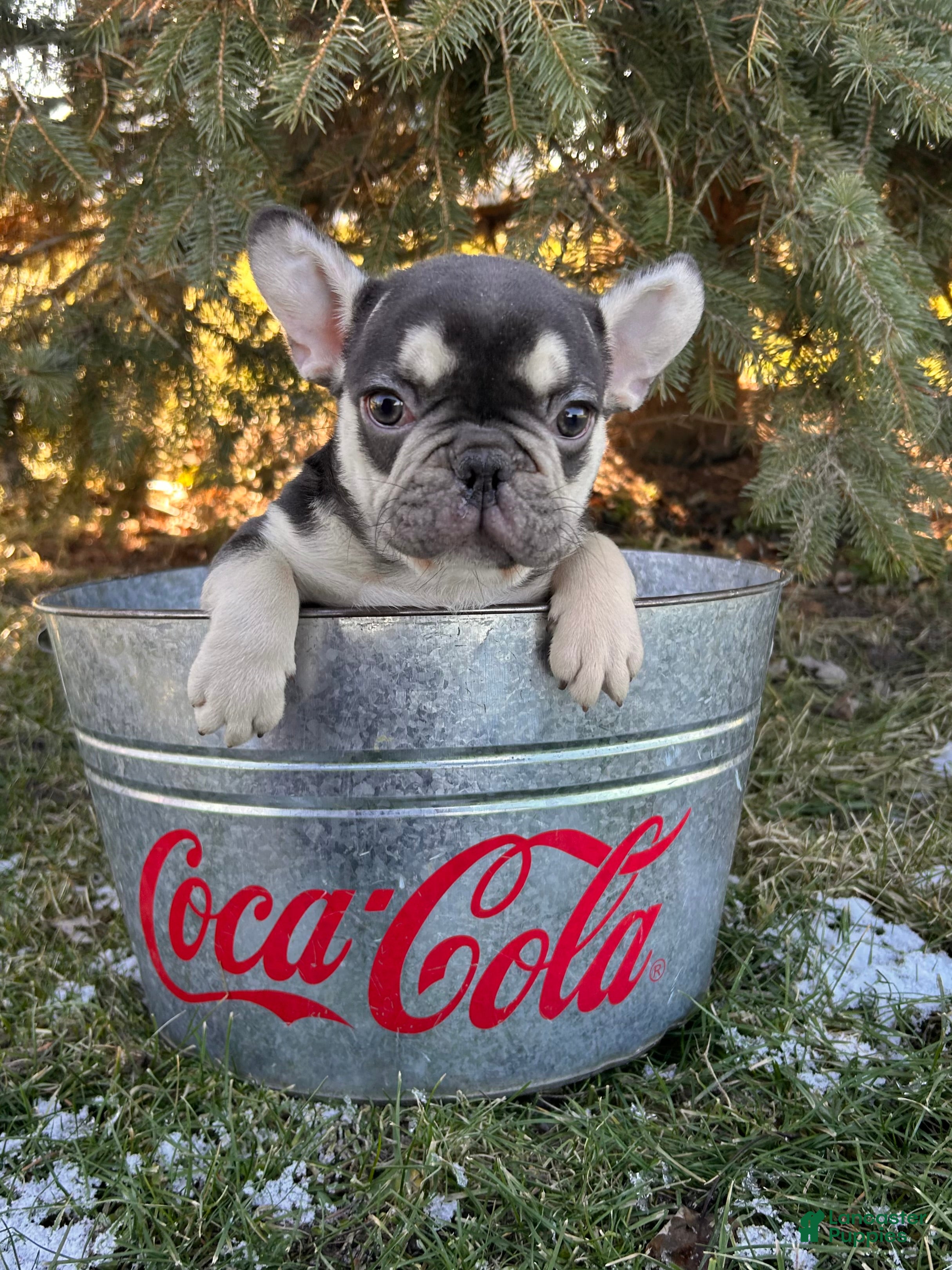 French Bulldog dogs Romeo - Ad 2