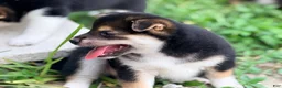 Shiba Inu dogs for sale: Shiba Inu 3 - Ad 4