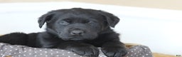 Mixed Breed dogs for sale: Chip  - Ad 4