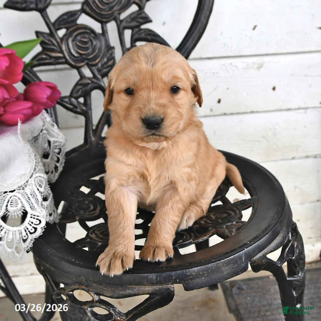 Golden Retriever dogs for sale: Megan - Ad 2