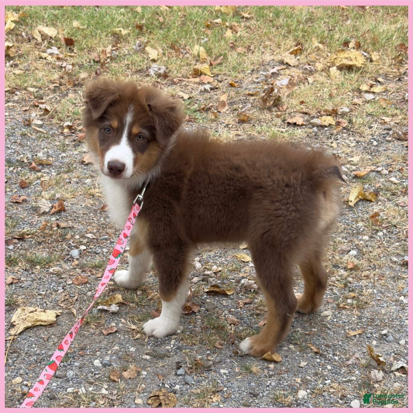 Australian Shepherd dogs Moth - Ad 35