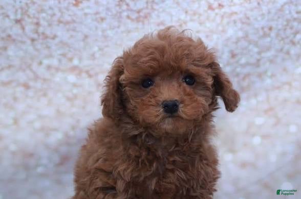 Toy Poodle dogs Bill - Ad 9