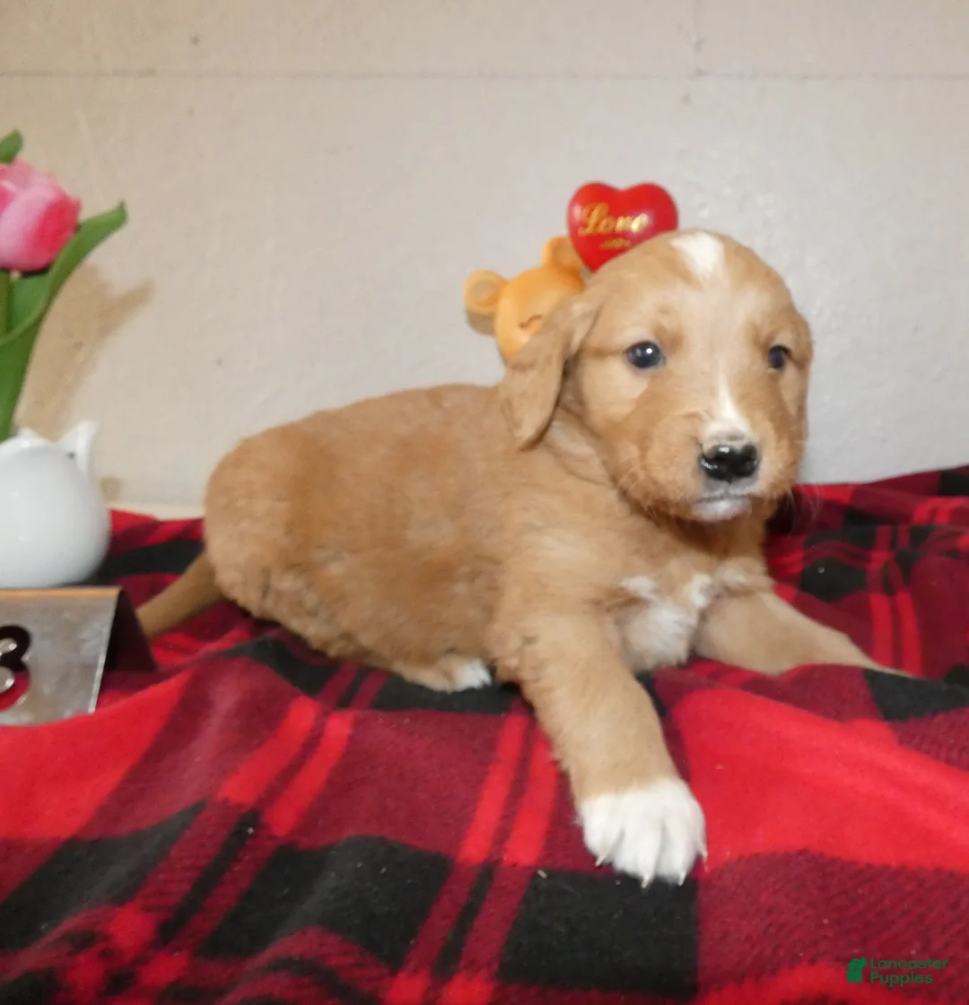 Mini Goldendoodle dogs for sale: Mini Goldendoodle Puppy 3 Ranger - Ad 2