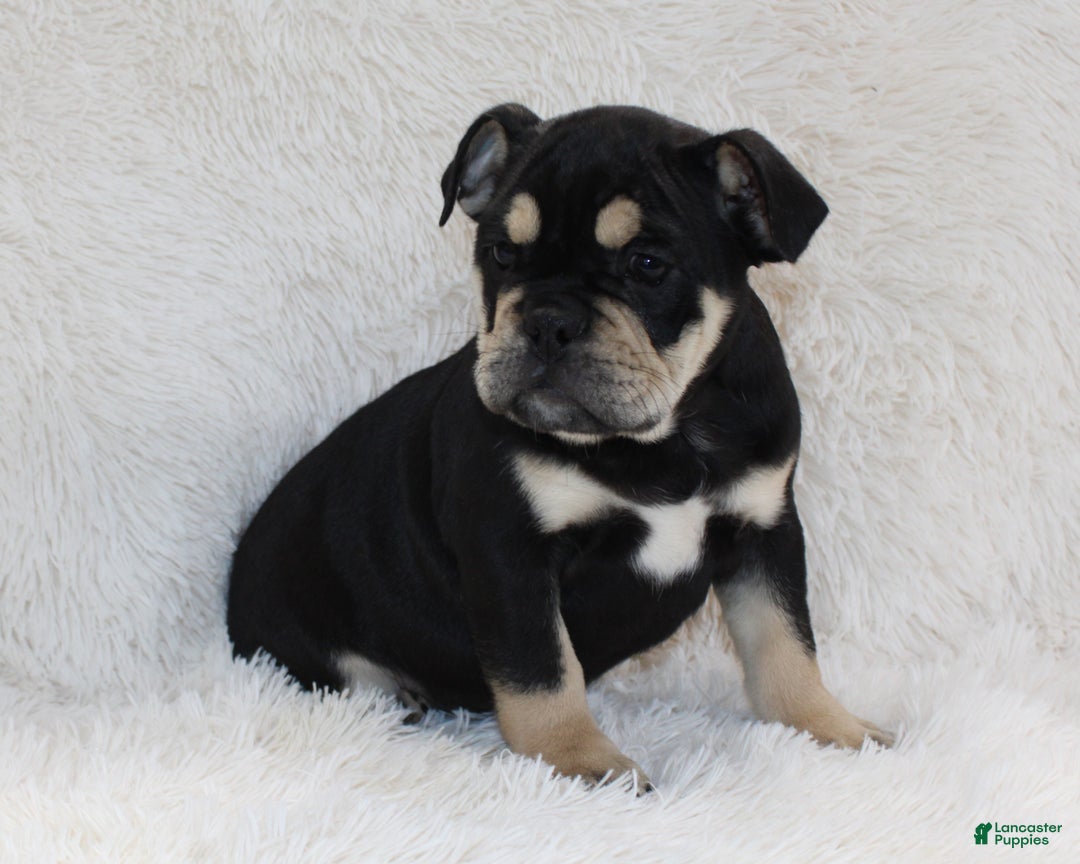 English Bulldog dogs for sale: Paris - Ad 4