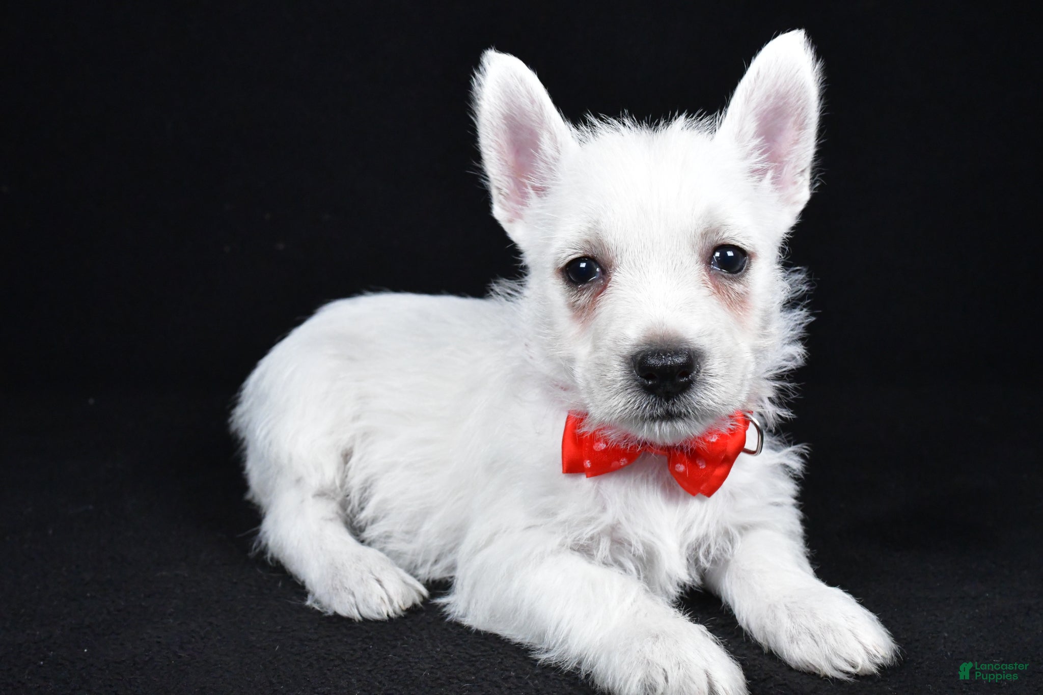 West Highland Terrier dogs Landon - Ad 1