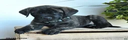 English Mastiff dogs for sale: Charles - Ad 3