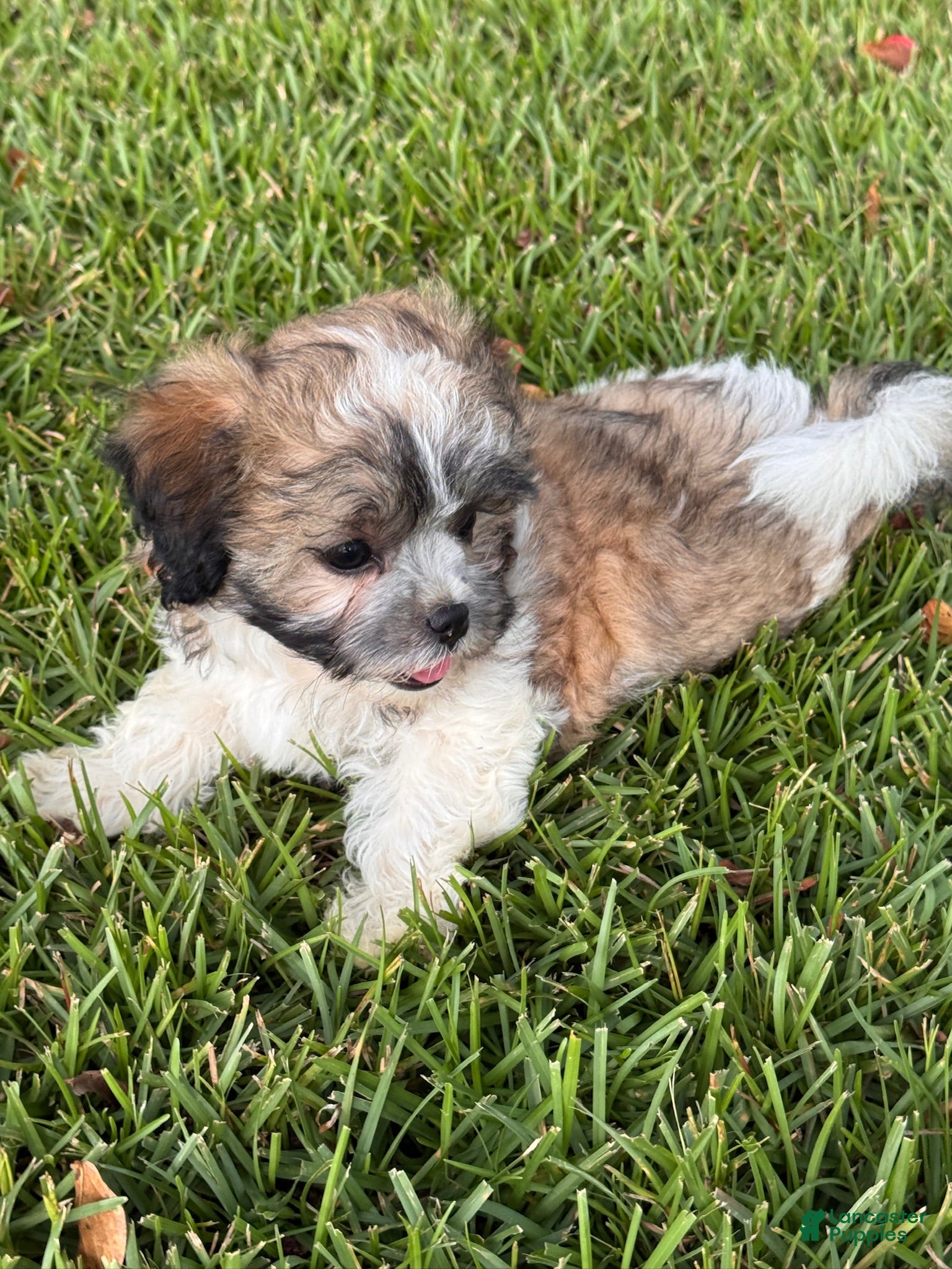 Malshi dogs Malshi 4 - Ad 1