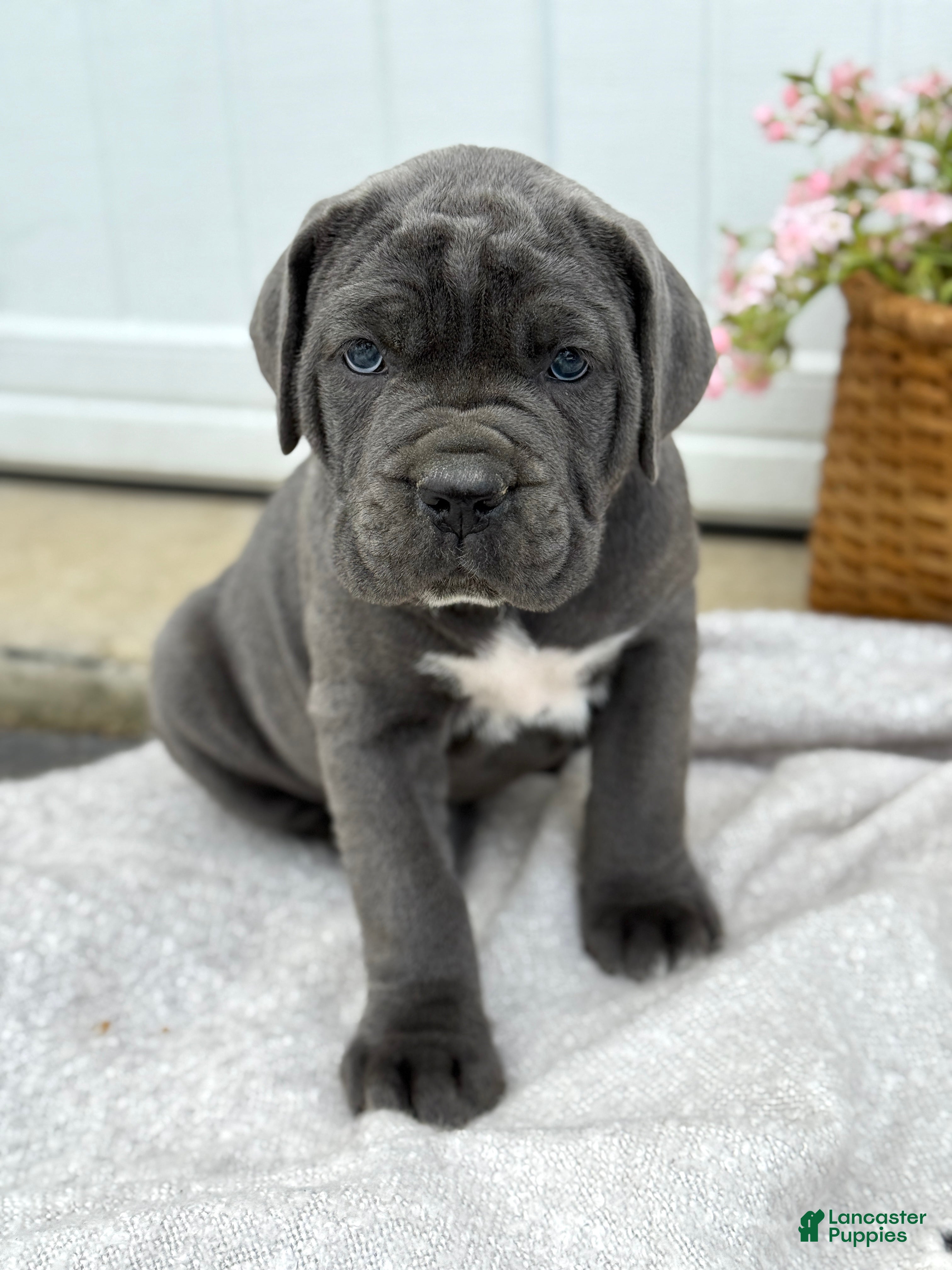 Cane Corso dogs Baron - Ad 1