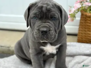 Cane Corso dogs for sale: Baron - Ad 2