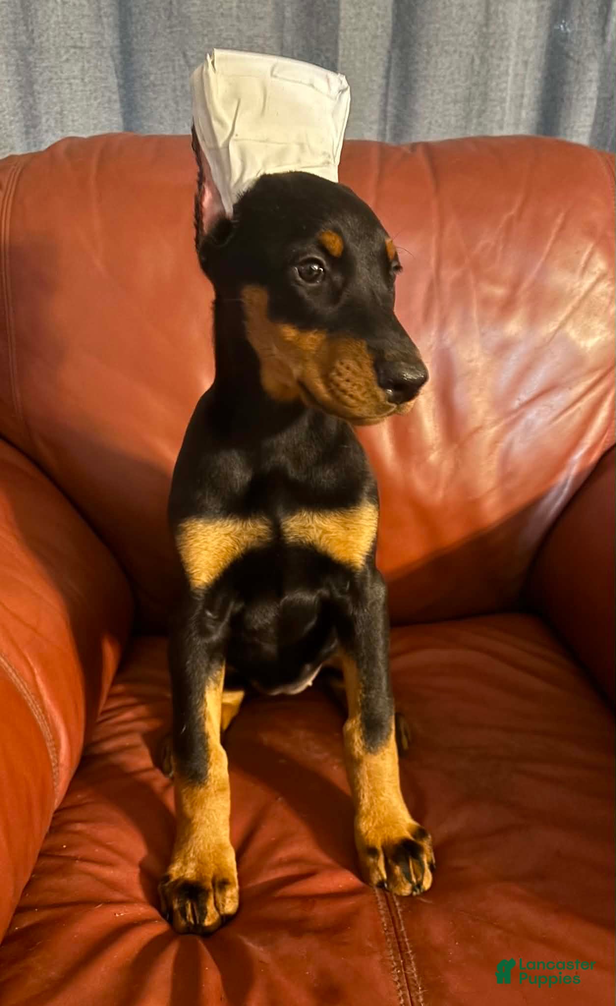 Doberman Pinscher dogs Female 2 - Ad 22