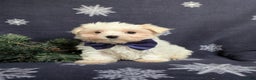 Maltese dogs for sale: Augustus 7 lbs Full Grown - Ad 4