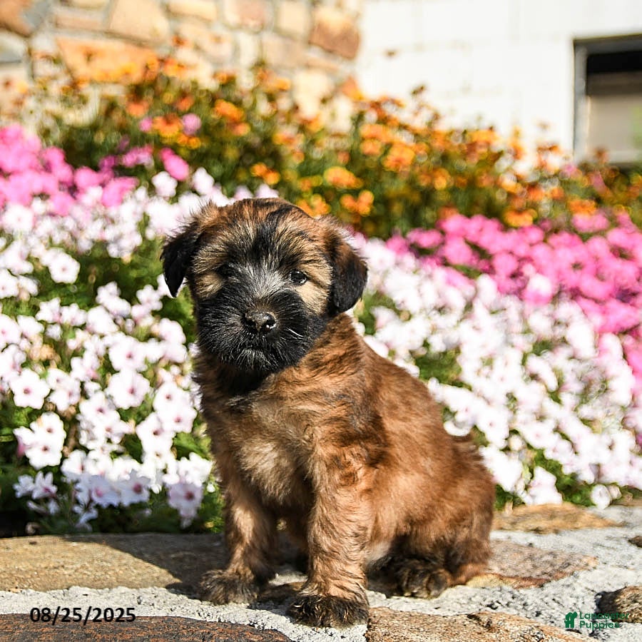 Terrier Mix Irish Wheaten Terrier Puppies For Sale Soft Coated