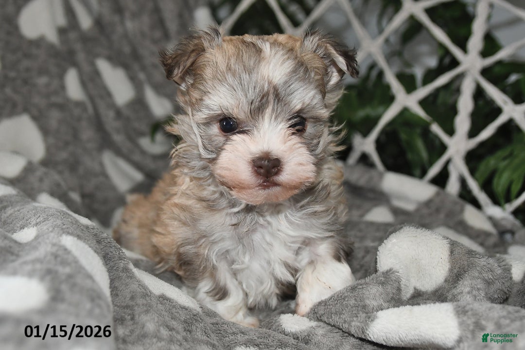 Havanese dogs for sale: Gypsy - Ad 5