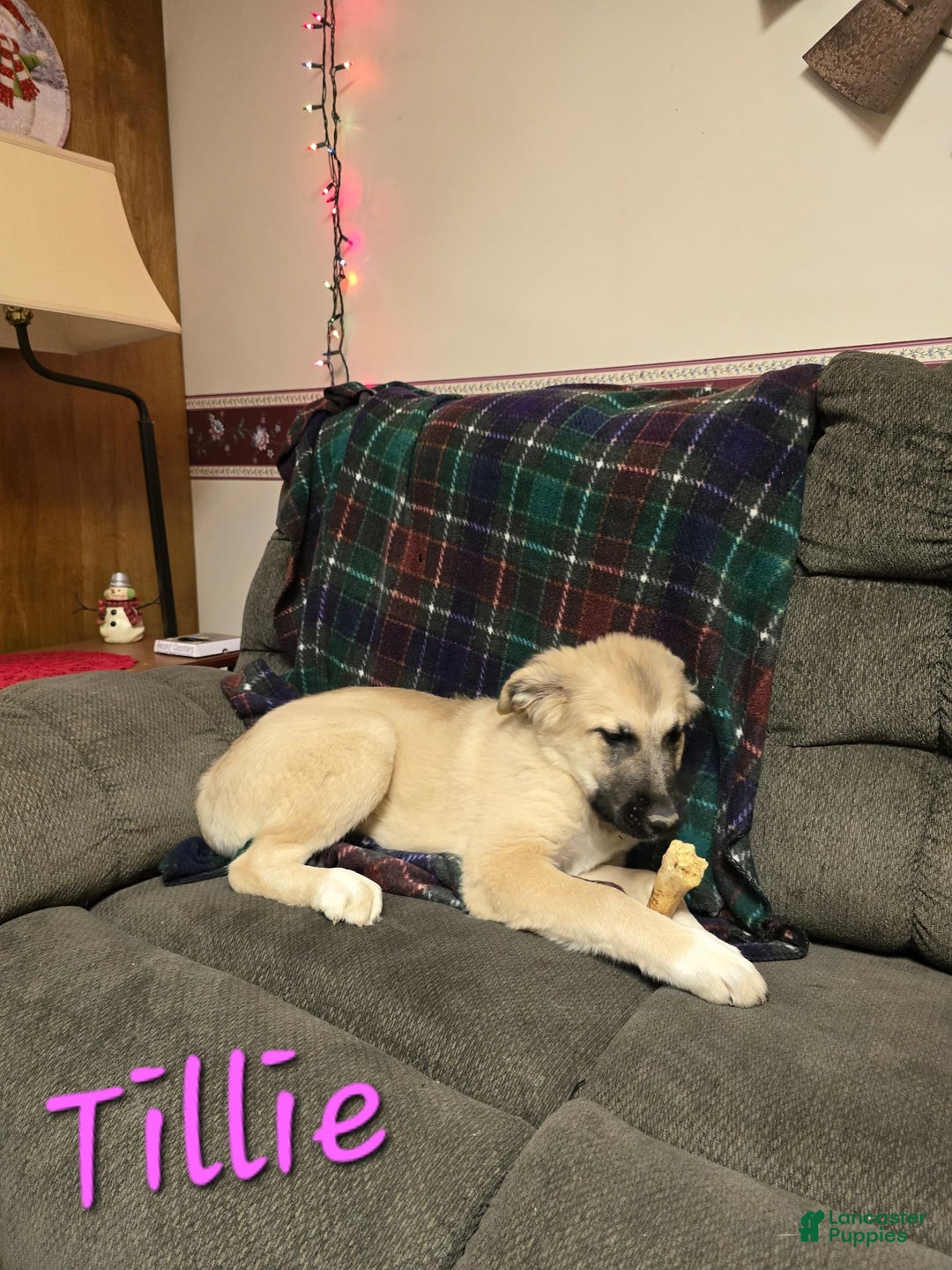 Mixed Breed dogs for sale: ❄️ Tillie - Ad 2