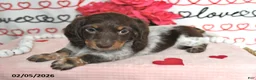 Miniature Dachshund dogs for sale: Melody - Ad 5