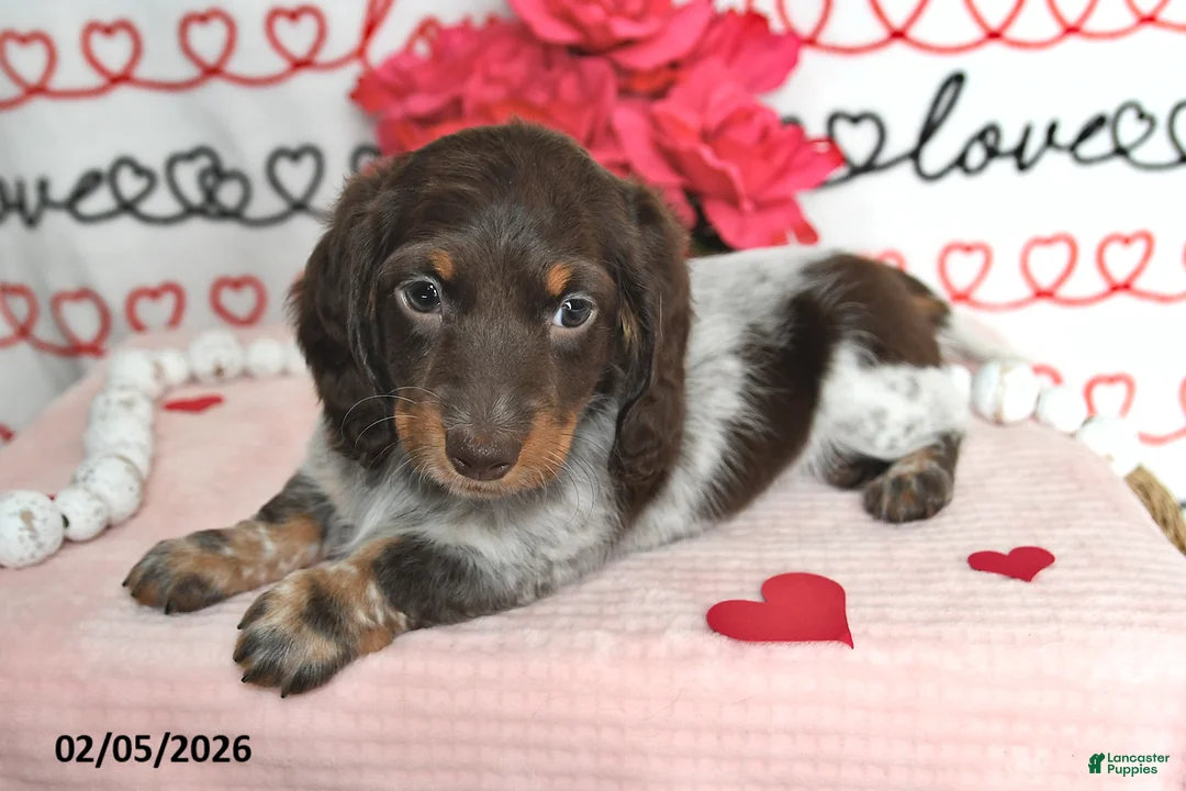 Miniature Dachshund dogs for sale: Melody - Ad 5