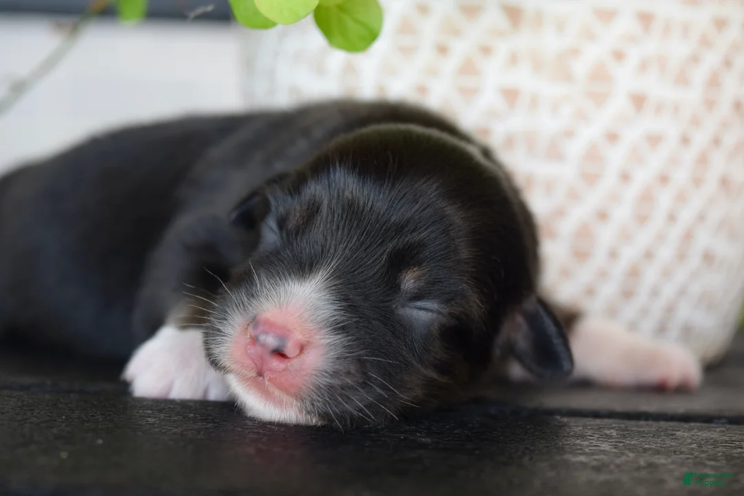 Australian Shepherd dogs for sale: Meadow - Ad 2