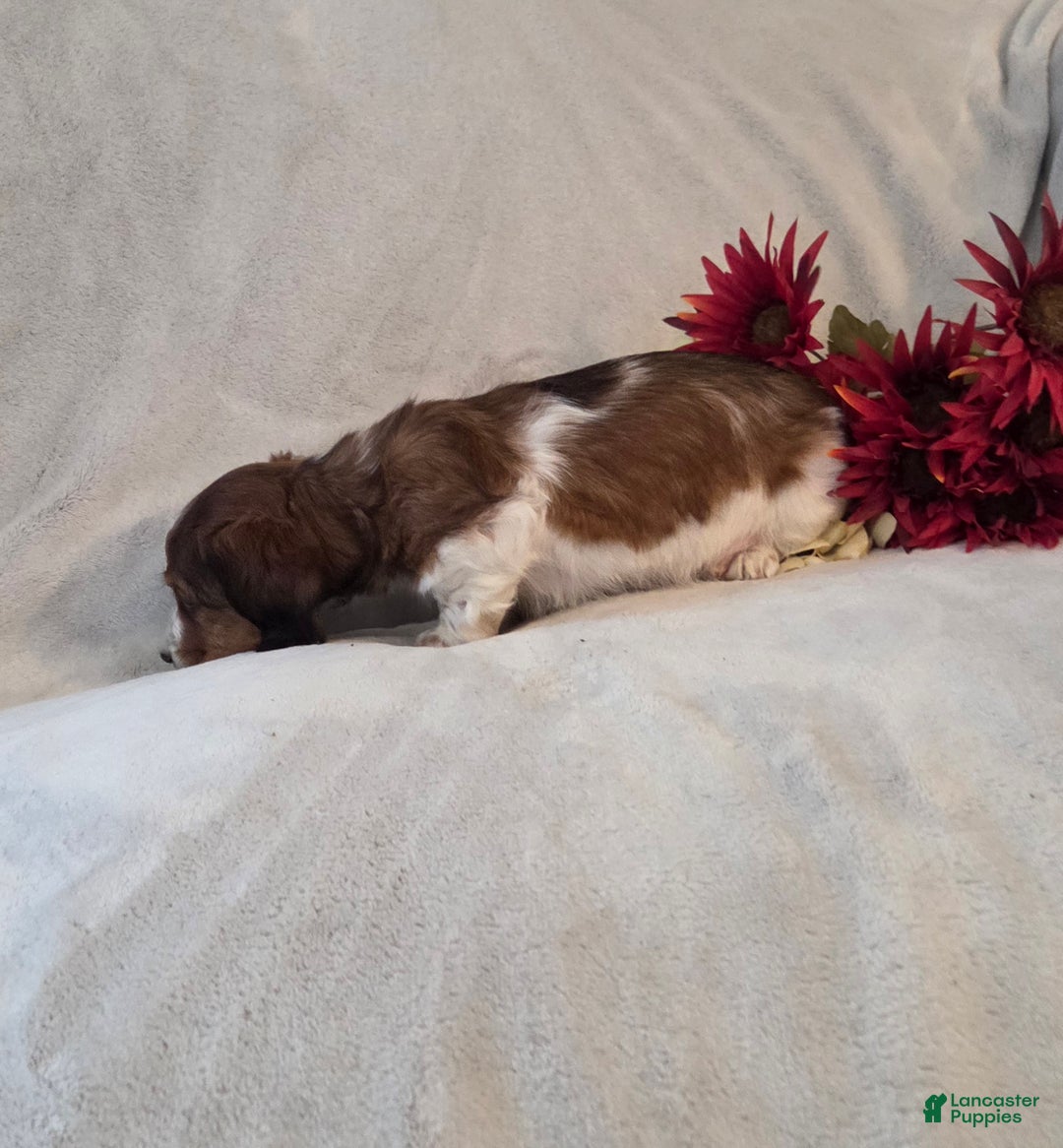 Miniature Dachshund dogs for sale: Peppermint  - Ad 6