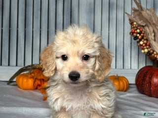 Mixed Breed dogs - Ad 42