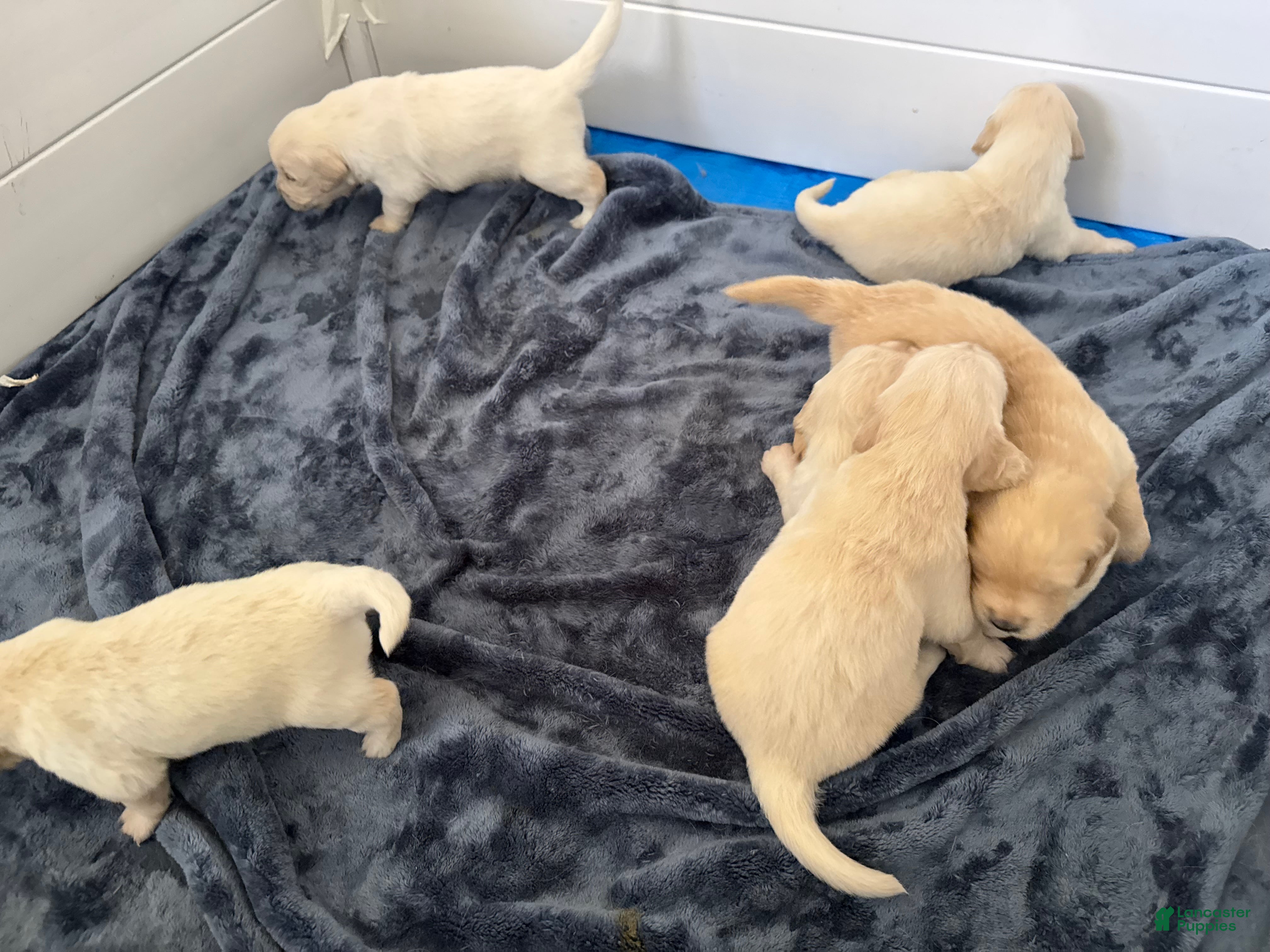 Golden Retriever dogs for sale: Golden Retriever Puppy 10 - Ad 1