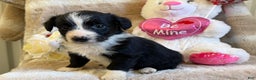 Mixed Breed dogs for sale: Alaric  - Ad 1