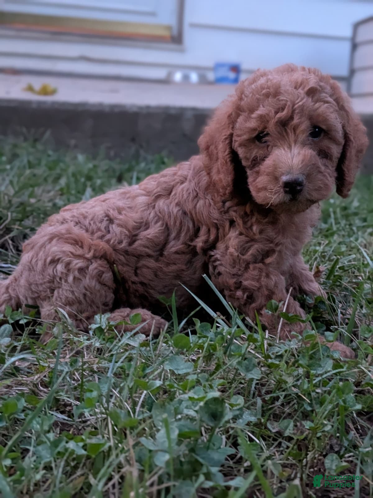 Miniature Labradoodle dogs Frank - Ad 2