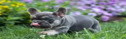 French Bulldog dogs for sale:  Flora Jane 🩷 - Ad 15