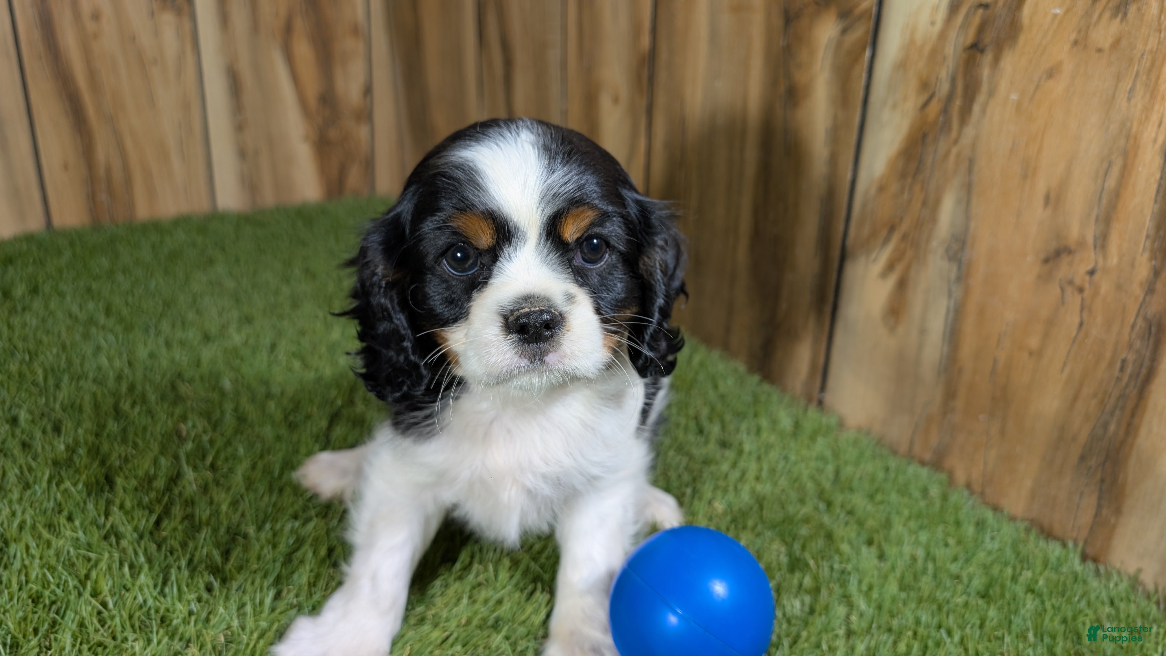 Cavalier King Charles Spaniel dogs Gracie Boy 1 - Ad 2