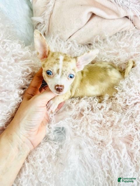 Chihuahua dogs Chihuahua Puppy 1 - Ad 1