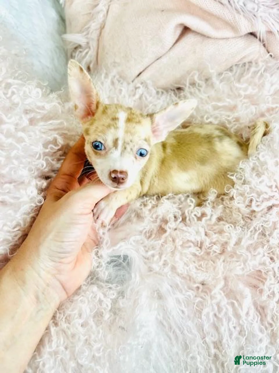 Chihuahua dogs for sale: Chihuahua Puppy 1 - Ad 1