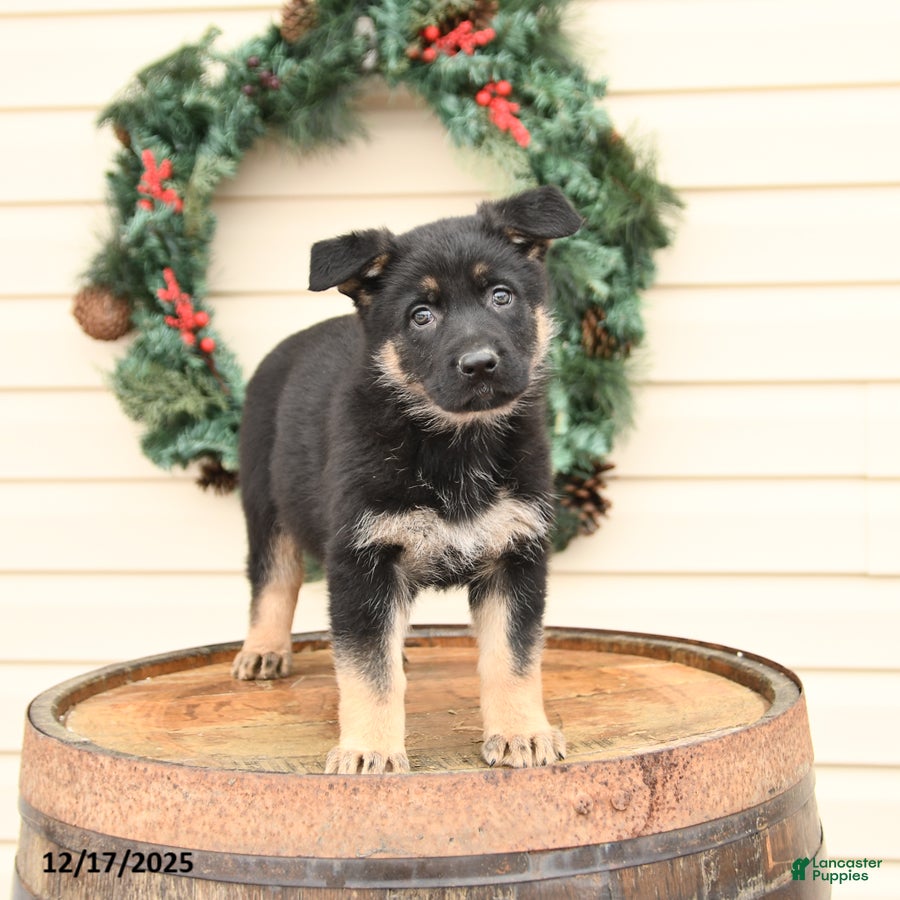 German Shepherd dogs Blossom - Ad 16