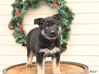 German Shepherd dogs Blossom - Ad 16