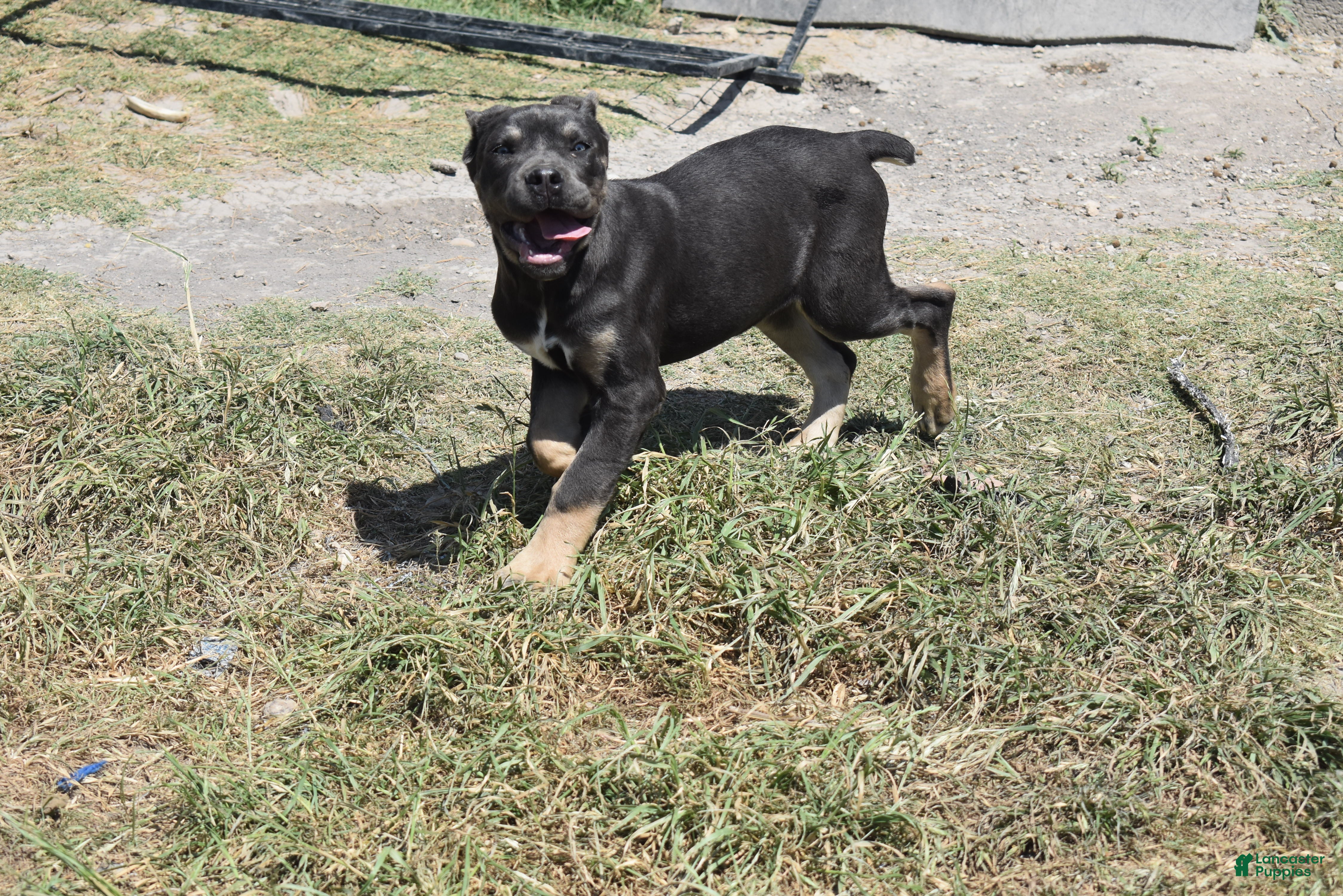 Cane Corso dogs Trippy - Ad 5