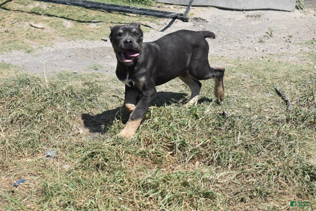 Cane Corso dogs for sale: Trippy - Ad 1