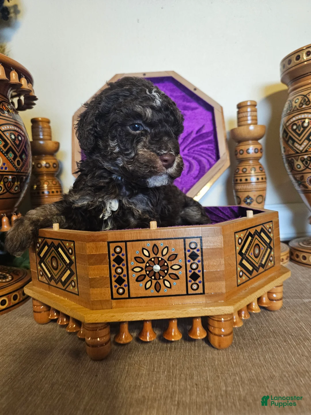 Mini Goldendoodle dogs for sale: Ash - Ad 3