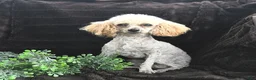 Toy Poodle dogs for sale: Copper - Ad 8