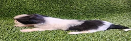 Shih Tzu dogs for sale: Shih Tzu 1 - Ad 3