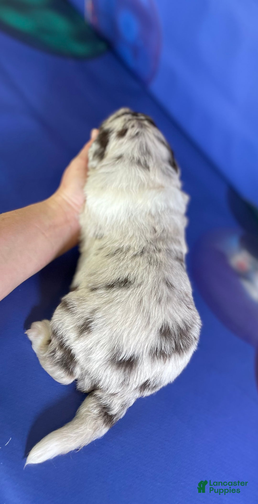 Mixed Breed dogs for sale: Sterling OFA DNA  - Ad 4