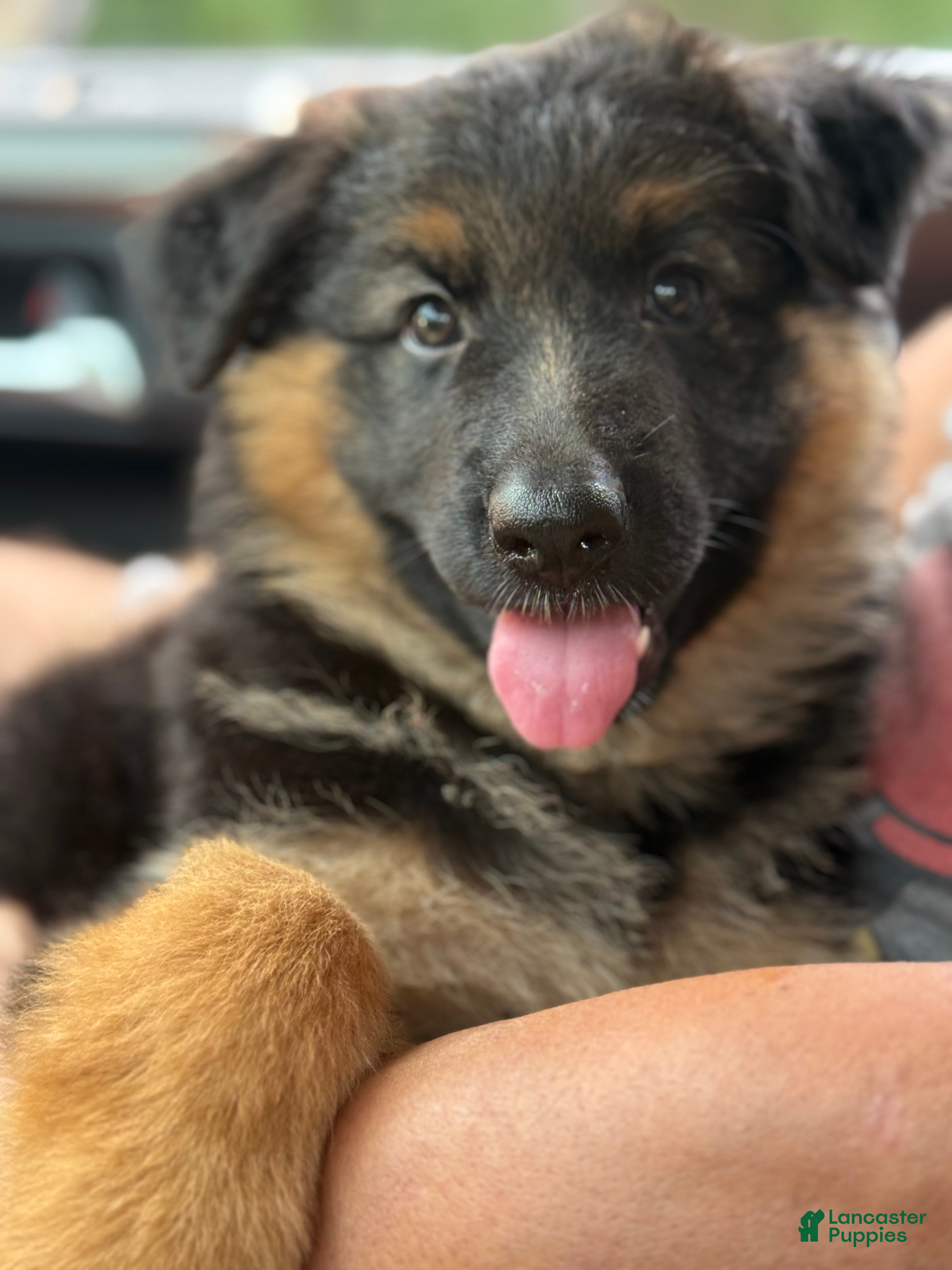 German Shepherd dogs Bear - Ad 1