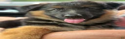 German Shepherd dogs for sale: Bear - Ad 1