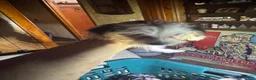 Yorkshire Terrier dogs for sale: Yorkshire Terrier 2 - Ad 6